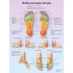 Lámina 3B Reflexoterapia del Pie